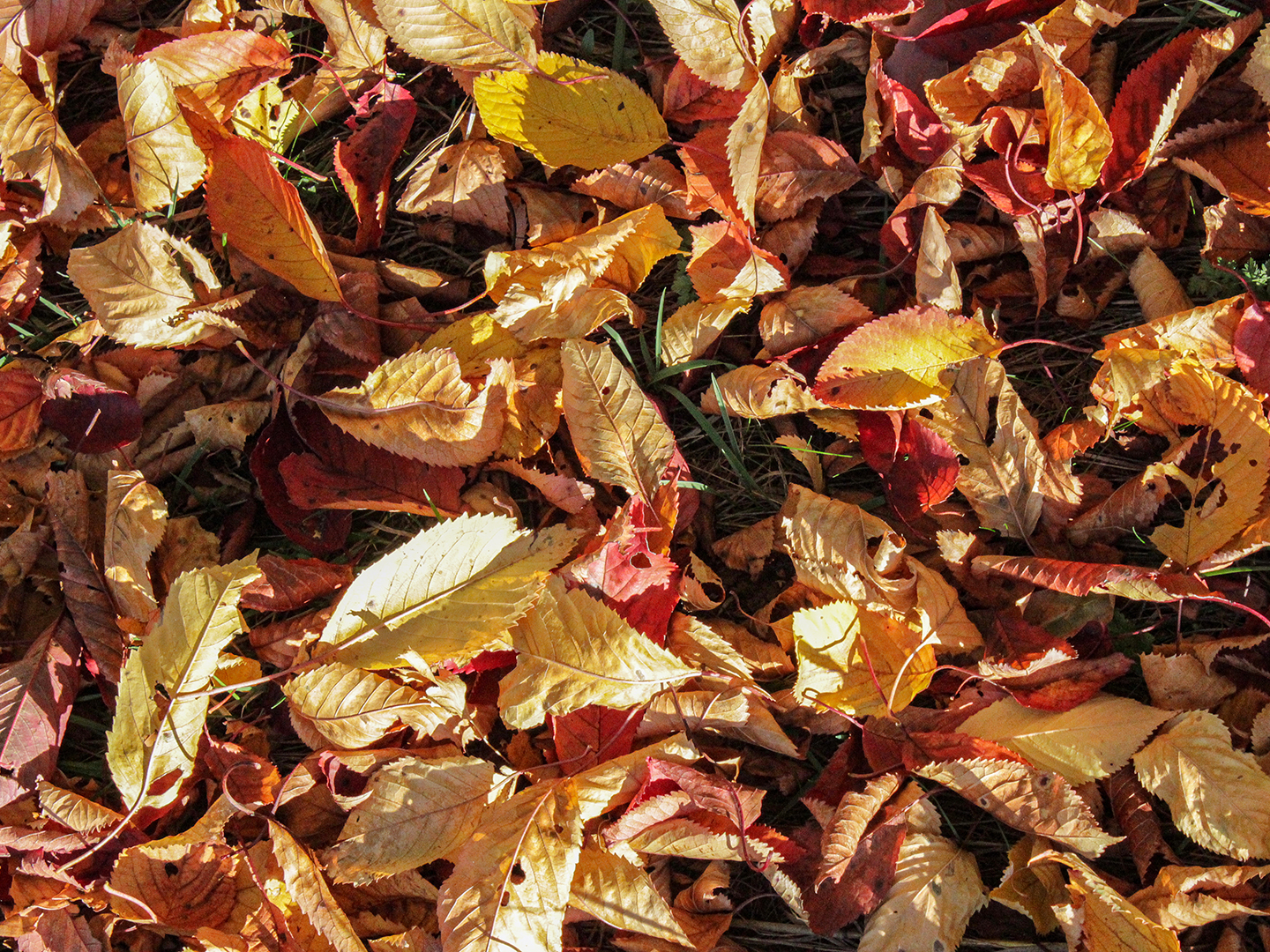 Rohstoff für die biogene Beimischkomponente: Herbstlaub.